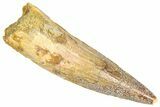 Fossil Spinosaurus Tooth - Real Dinosaur Tooth #366478-1